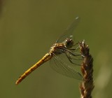 t_180701-suedliche-heidelibelle-w-sympetrum meridionale.jpg